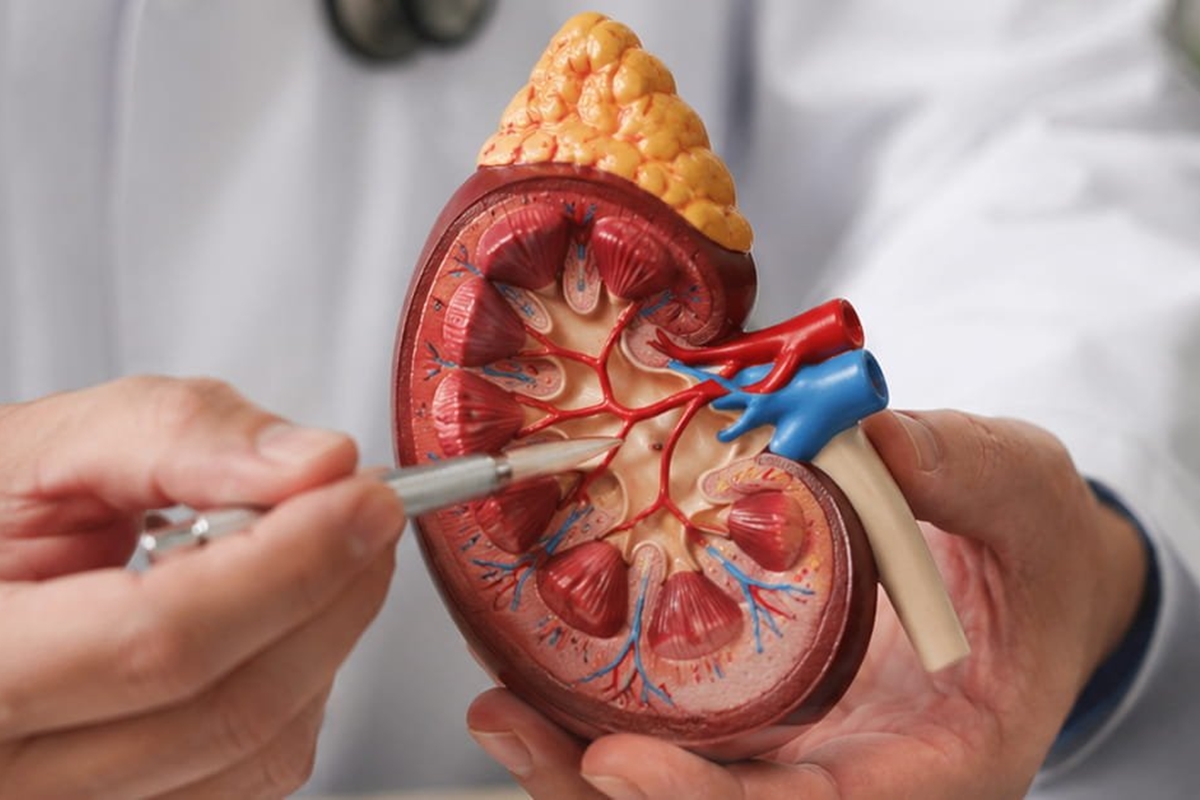 Kidney Transplant: A Complete Guide to Treatment and Recovery
